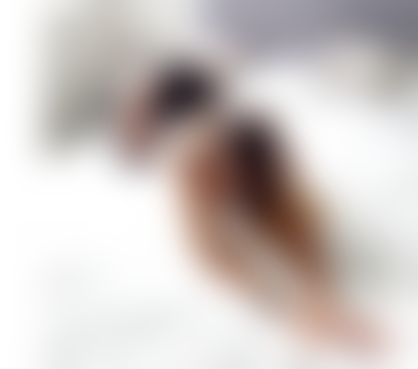 Trans Escorts Shropshire Telford and Wrekin - Photos for NATASHA TS NEW IN TOWN ONLY OUTCALLS PARTY